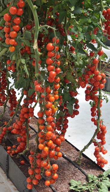 Cocktail Cherry tomato 853-538 p2